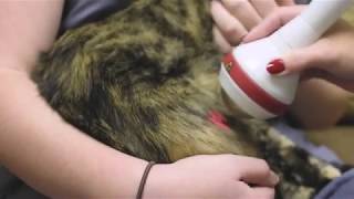 Laser Therapy at Dogwood Animal Hospital