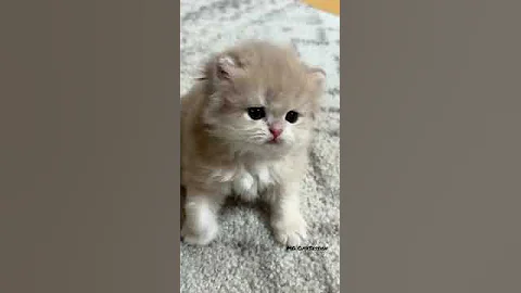 Video 4509031: cat playing jumping, cat playing fun, cat jumping cute