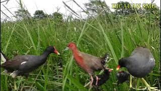 Mp3 BURUNG TIKUSAN MERAH DAN MANDAR BATU COCOK UNTUK PANCINGAN KELUAR