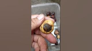 កូនលួងរឺគេហៅនាងពួនមាន 4 មុខ