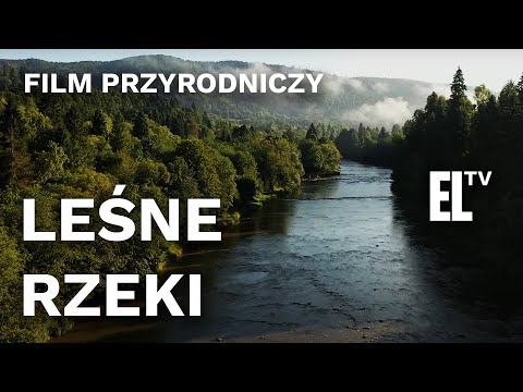 Leśne rzeki. |FILM PRZYRODNICZY|