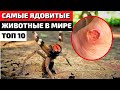 Самые ядовитые животные в мире | Самые опасные животные | Самые ядовитые существа в мире |