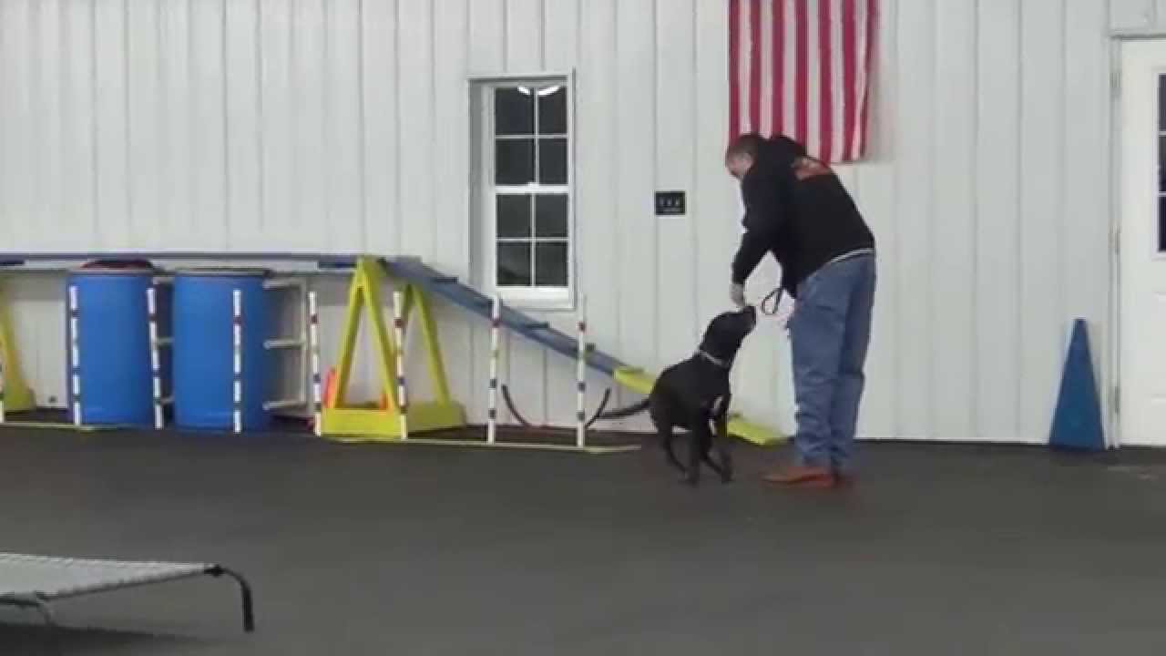 World Class Dog Kennels. Board & Train, Chicago IL. YouTube