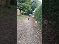 Cat chasing a capybara #viral #shortvideos #ai #feedshorts #cat #capybara #shorts
