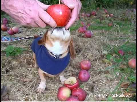смысловая нагрузка.