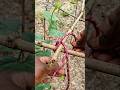 Farmers Swear By This Scaffolding Rope Knot / 99% of People Don't Know This Farmer-Trusted knot🪢