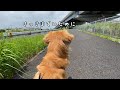 散歩中に突然飼い主がいなくなった時の愛犬の反応がかわいいw