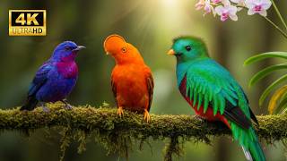 🌿 Discover 80 Surprisingly Beautiful Birds 🕊️  4K Wildlife Visuals & Soothing Nature Sounds screenshot 5