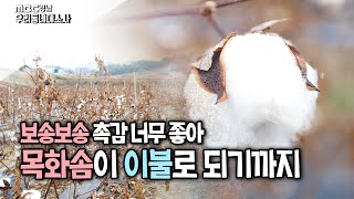 온기를 품은 눈이 온다!! 따뜻한 겨울을 선물하는 보송보송 목화솜  [우리 동네 대소사] 191205
