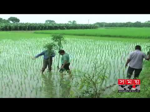 ভিডিও: পঙ্গপাল গাছের জাত: কীভাবে পঙ্গপাল গাছ বাড়ানো যায়