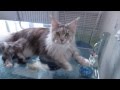 Maine Coon talking. Dialogue. Мейн Кун разговаривает. Диалог