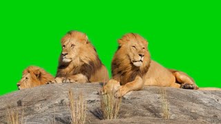 Real Lion King On Green Screen VFX HD Footage || Chroma Key
