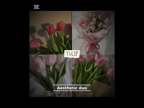 which one do u choose!! #music #aestheticduo