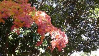 live in tokyo japan nerima-ku shakujii park 紅葉　1050326