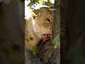 Lioness climbs tree to steal leopard’s kill