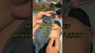 Kenapa Kucing Menghilang Saat Akan Mati? Resimi