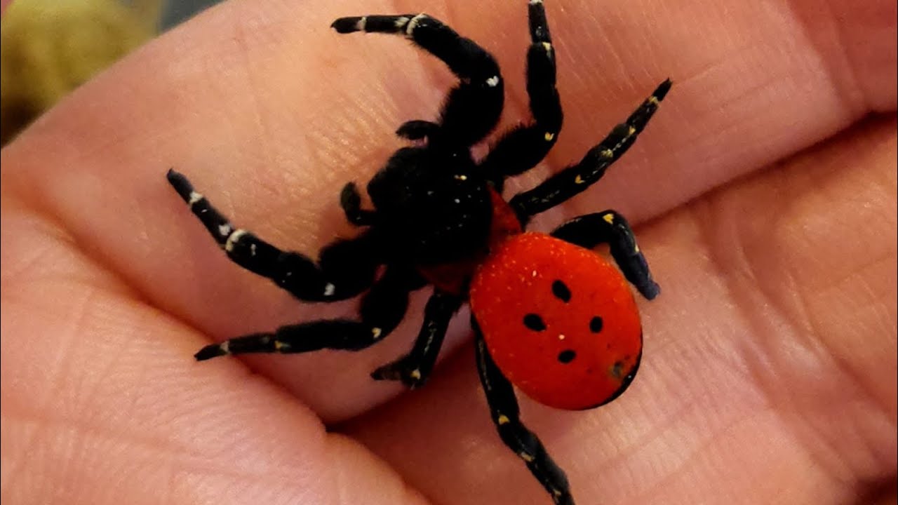 Mature Male Ladybird Spider Velvet Spider YouTube mature-male-ladybird-spider-velvet-spider-youtube