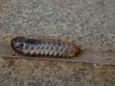 おもしろい生き物 カナブンの幼虫 意外な歩き方 Youtube
