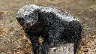 San Diego Zoo Kids - Honey Badger