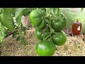 Начинаю эксперимент по подкормке томатов в теплице.Сделала выводы по срокам посева семян на рассаду.