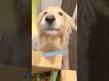 ぜんぶぼくのでしょうが！#大型犬 #ゴールデンレトリバー