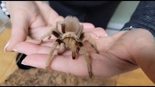 New tarantula enclosure for "Cuddles"! (Reupload with enhanced audio)