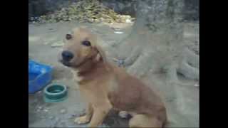Dois cachorros bobos