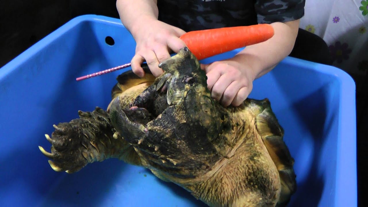 ワニガメ（Alligator snapping turtle）頭骨 ☆即納☆ ワニガメ（Alligator snapping turtle）頭骨 ☆ - 頭骨