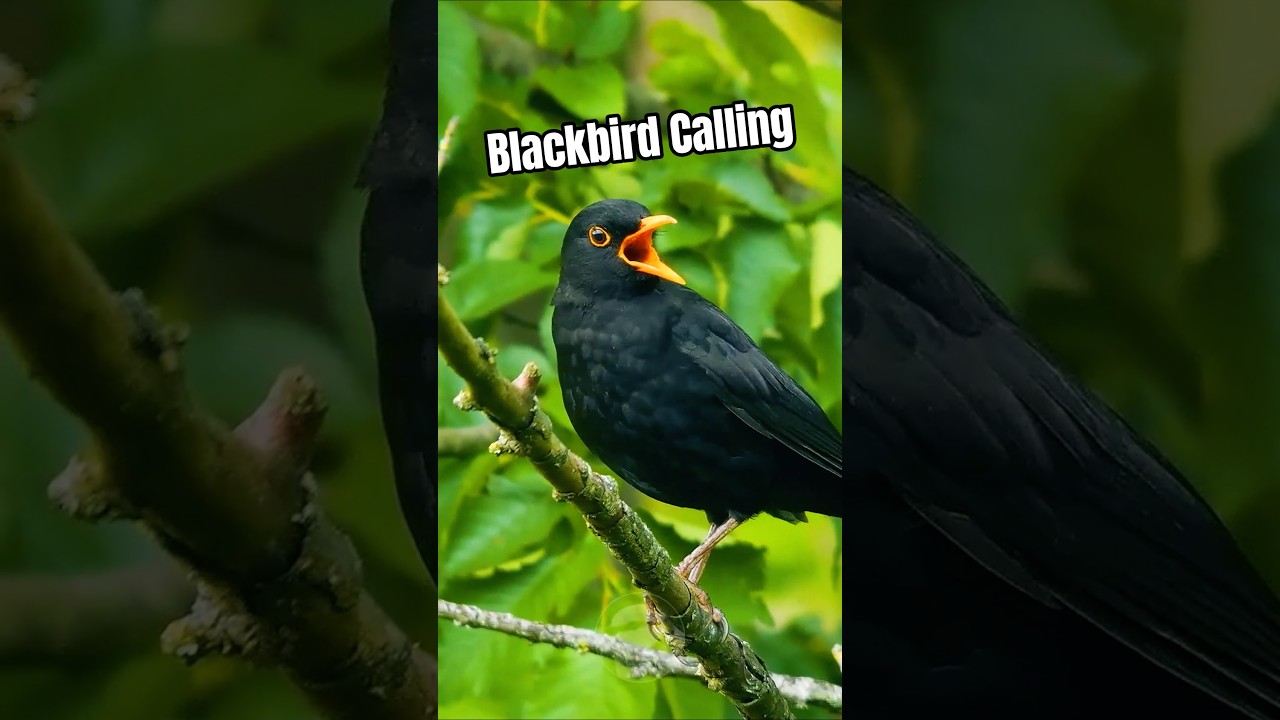 This Blackbird's Call Is Unusual - Young Male Perhaps? 