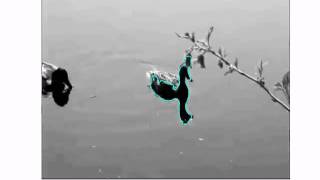 Famous CPSC525: Object Tracking in Video Using Particle Filtering and Symmetry Profile