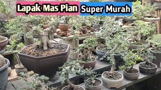 MURAH MERIAH ‼️CEK HARGA BONSAI DI RUMAH PAS PIAN