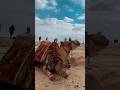 هنا القاهرة