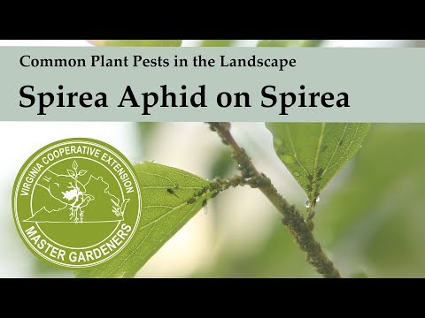 Spirea Aphid - زمین کی تزئین اور باغ میں پودوں کے عام کیڑے