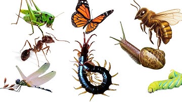 Bé nhận biết côn trùng và động vật nhỏ | Con gì đây ?