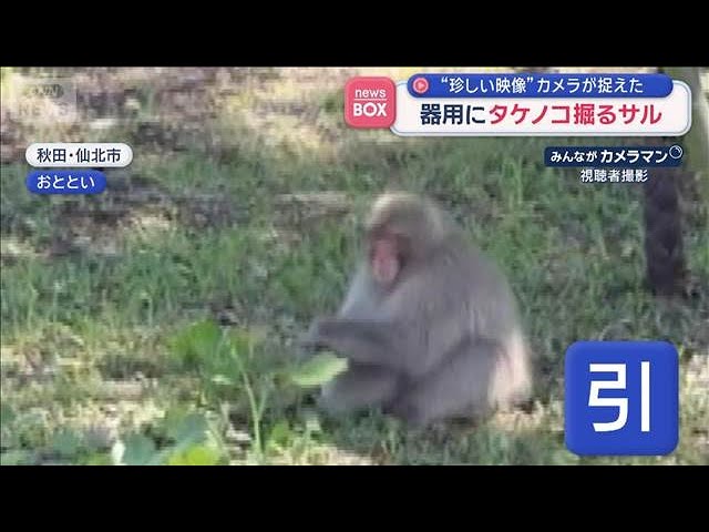Seasonal Bamboo Shoot Thieves: The Moment of the Crime Captured on