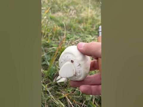 Анасонова Печурка 🇧🇬 - YouTube