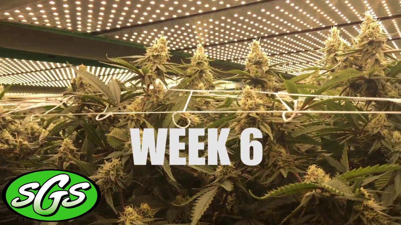 SGS Vertical Sea of Green: Week 6 of 8