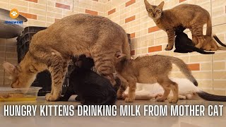 Hungry Kittens Mad For Milk by meowcat 2,687 views 1 year ago 4 minutes, 18 seconds