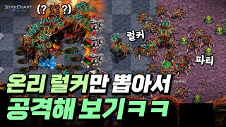 럴커로만 200채워서 공격해봤습니다ㅋㅋ 【 스타 빨무 】