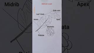 LEAF DRAWING | PARTS OF A LEAF DRAWING.