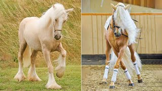 Animals So Cute - Funny Horse Companion #9