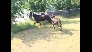 Horse Gelding VS Donkey Stallion Horse Gelding VS Donkey Stallion