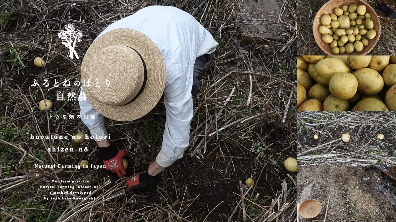 「春じゃがいも」の植え付け《第一弾》〜新しい畑「南の競技場」今年初の作付け！2月中旬の植え付けで育つか検証〜26年2月14日