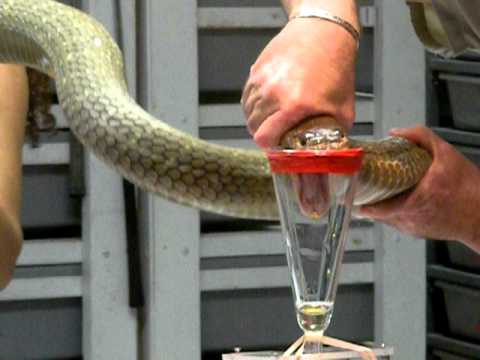 King Cobra Venom Extraction