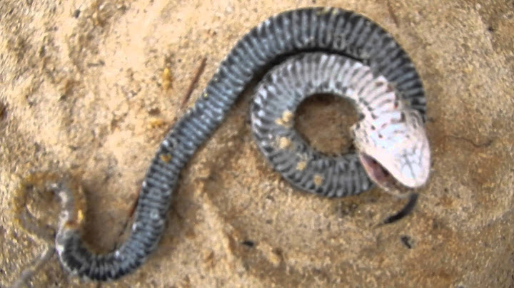 Eastern Hognose Plays Dead