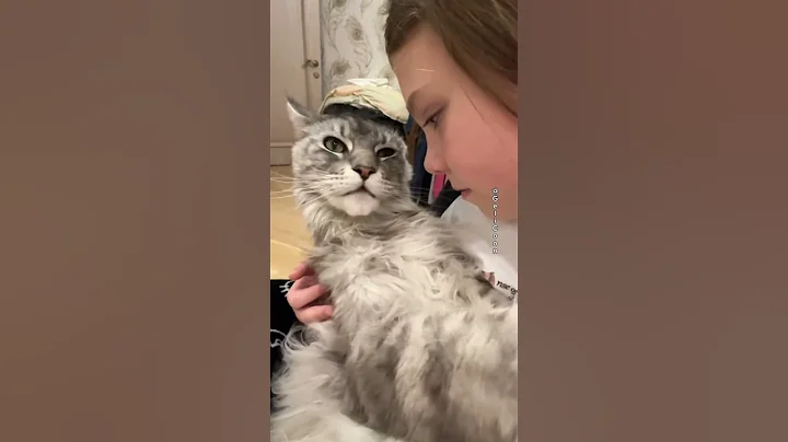 Video 7423891: big fluffy maine coon, little maine coon