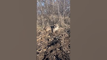 BOBCAT TRAPPING! BOBCAT #2! #trapping #duketraps #bobcat