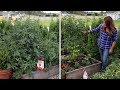 Pruning an Overgrown Tomato Plant! ✂️🍅🌿// Garden Answer