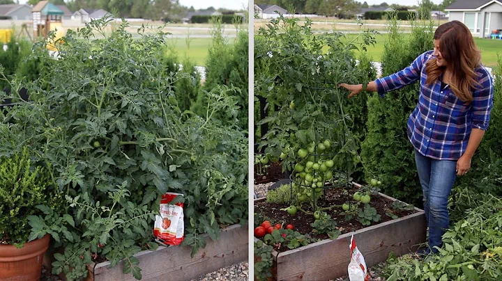 Pruning an Overgrown Tomato Plant! ✂️🍅🌿// Garden Answer - DayDayNews