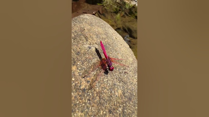 Have you ever seen a pink dragonfly before It’s my first time too😳🥰